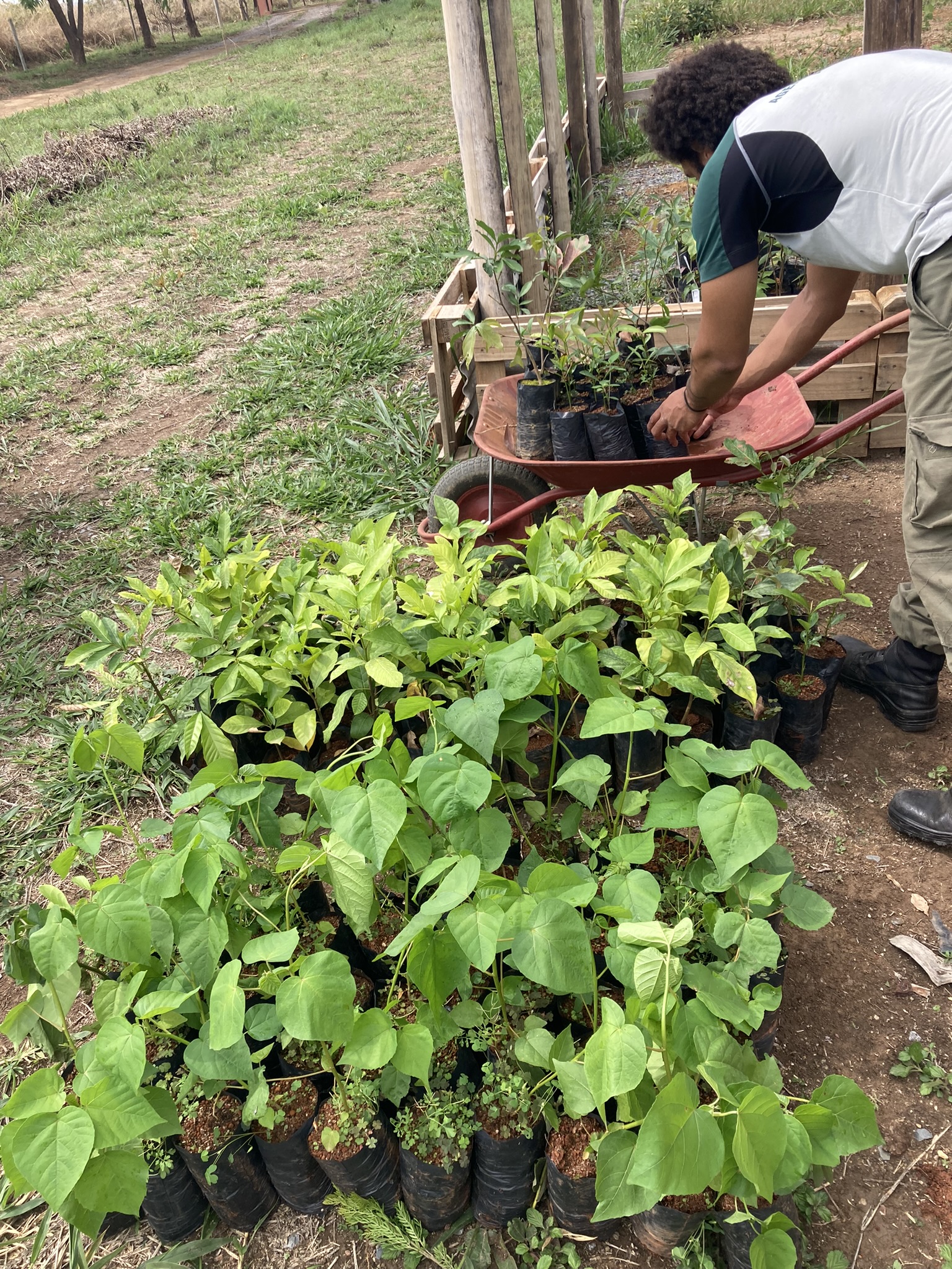 Mudas doadas para Mutirão no Parque Nacional