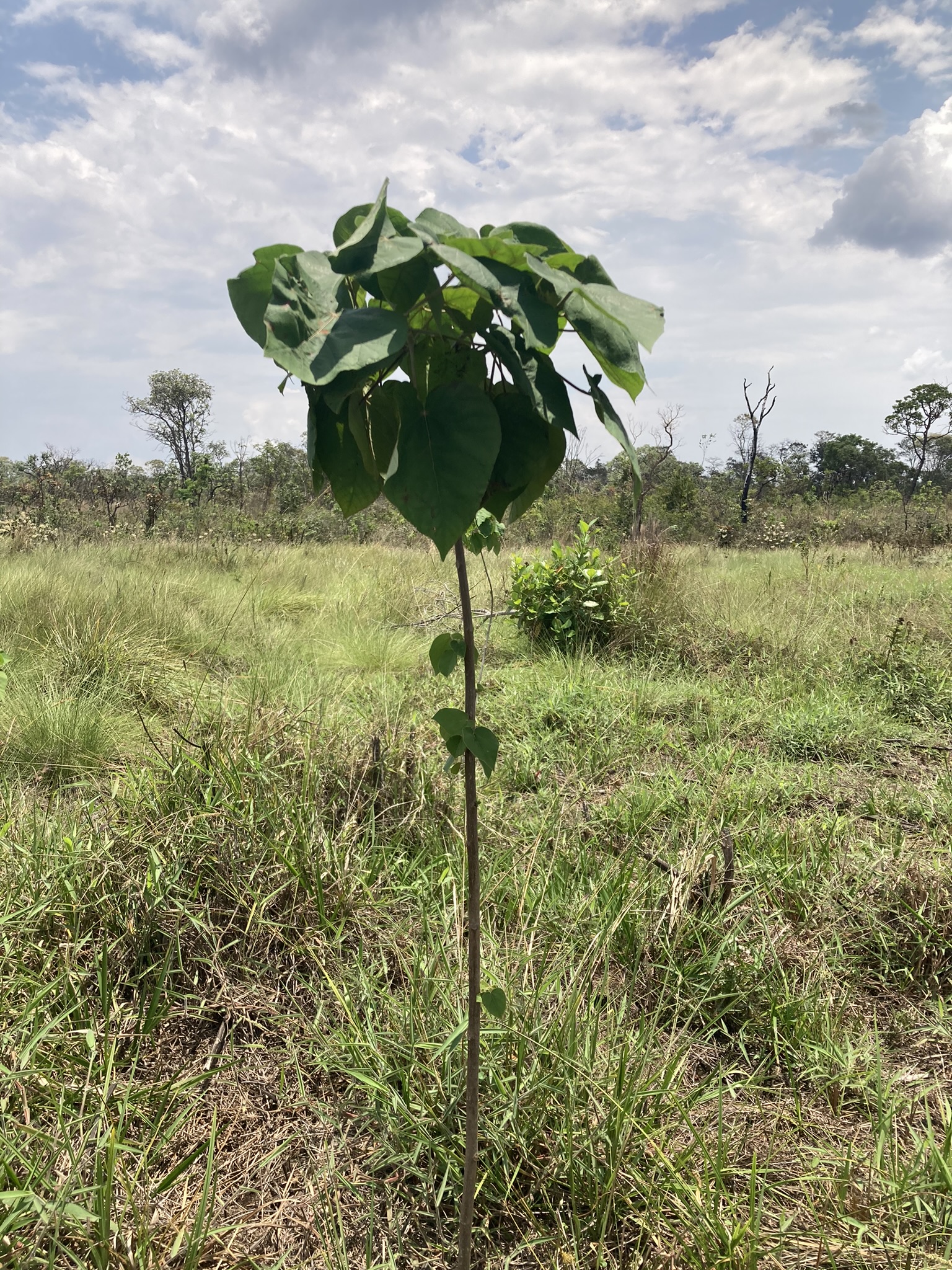 Muda de Sangra d'água plantada no Mutirão no Parque Nacional da Chapada dos Veadeiros
