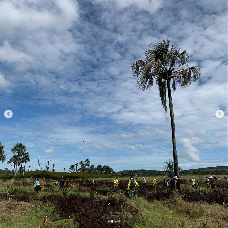 Screenshot 2024-09-11 at 15-27-31 Viveiro de Mudas Nativas do Cerrado - Alto Paraíso de Goiás (@viveiroescola) • Instagram photos and videos